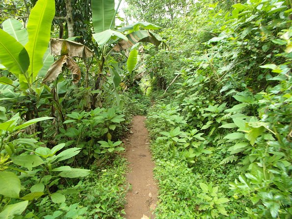 Materuni Waterfalls & Coffee Tour from Moshi - The 30-minute walk to Materuni Waterfalls