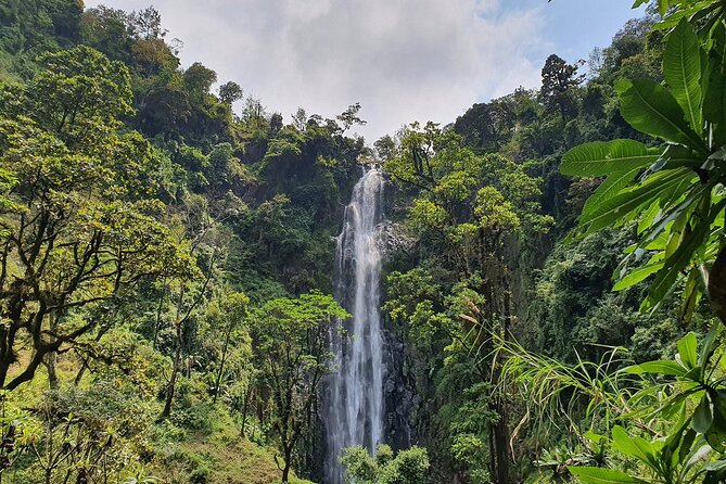 Materuni waterfalls,coffee tour & Kikuletwa(Chemka)Hot Springs - A full day from Arusha to the foothills of Kilimanjaro