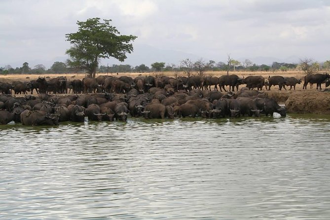 MIKUMI NATIONAL PARK - 3 Days - Day 1: Leaving Dar es Salaam for the afternoon drive