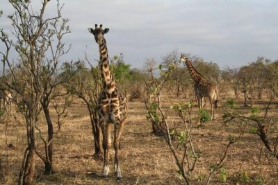 MIKUMI NATIONAL PARK – 3 Days