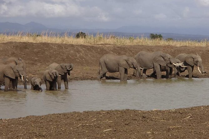 Mikumi National Park Day Trip - What the guide adds to the day