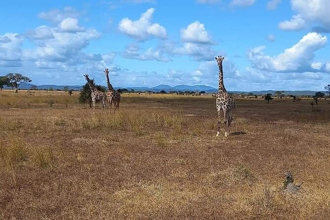 Mikumi National Park Day Trip - Is $520 per person fair?