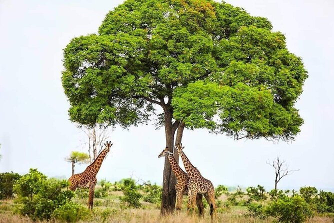 Mikumi National Park Day Trip - Who will get the most from this safari?