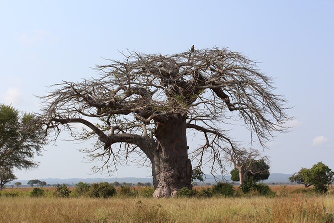 Mikumi National Park & Udzungwa Water Falls 3 Days Group Tour - Meals, lodging, and what the $770 covers