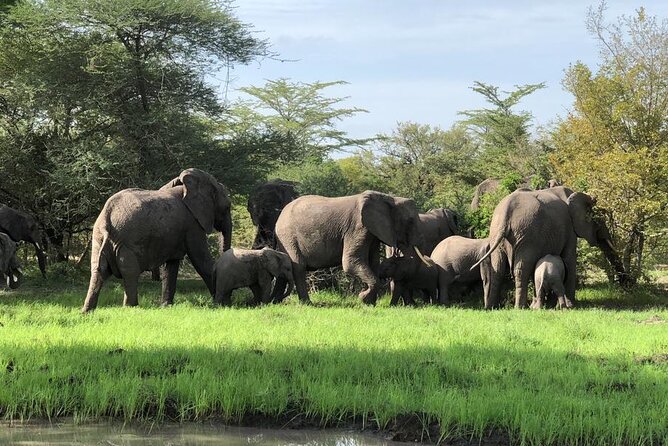 Mikumi Safari Tour: Day Trip Return Flight From Zanzibar - The 7:00 am start at Zanzibar airport