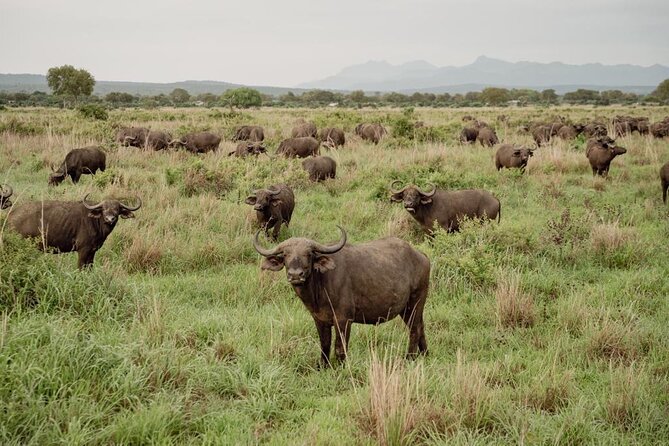 Mikumi Safari Tour: Day Trip Return Flight From Zanzibar - What a small group changes