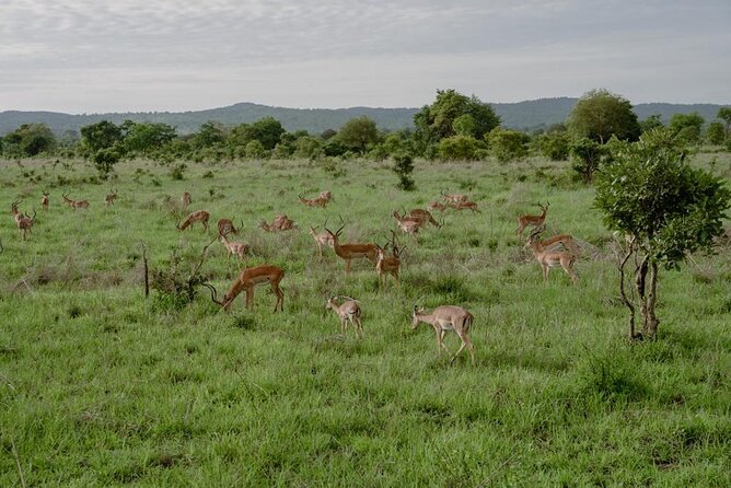 Mikumi Safari Tour: Day Trip Return Flight From Zanzibar - The real value of a $600 safari