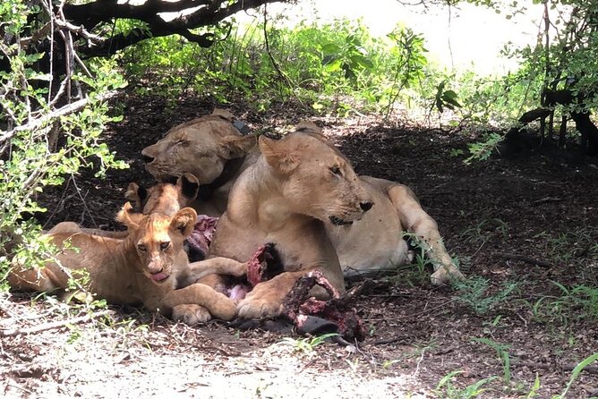 Mikumi Safari Tour: Day Trip Return Flight From Zanzibar - The Mkata Plains game drive