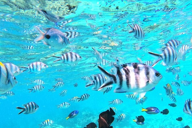 Mnemba Atoll - Snorkeling among reef fish