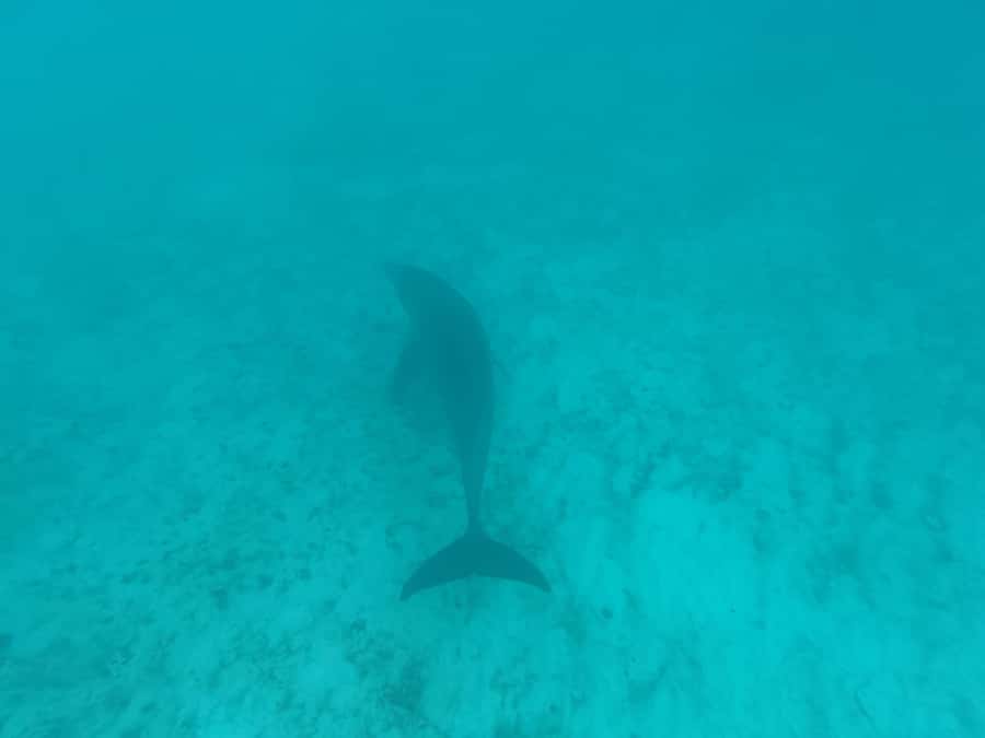 Mnemba dolphin & snorkel: from matemwe, pwani, kwingwa, Uroa - The sandbank stop depends on the tide