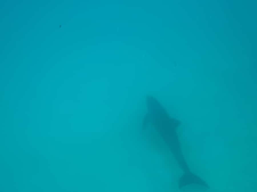 Mnemba dolphin & snorkel: from matemwe, pwani, kwingwa, Uroa - Is $52 good value?