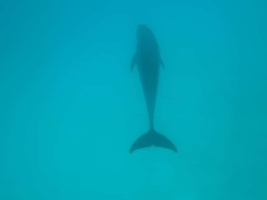 Mnemba dolphin & snorkel: from matemwe, pwani, kwingwa, Uroa - What to bring and what to expect