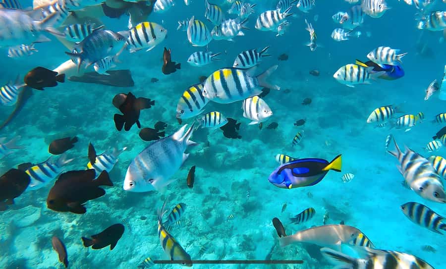 Mnemba Island: Dolphin Swim & Snorkeling with Optional Lunch - Why this Mnemba boat trip is popular