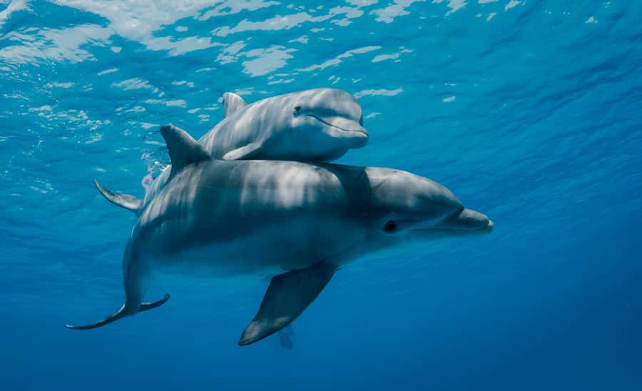 Mnemba Island: Dolphin Swim & Snorkeling with Optional Lunch - Searching for dolphins near Mnemba Island