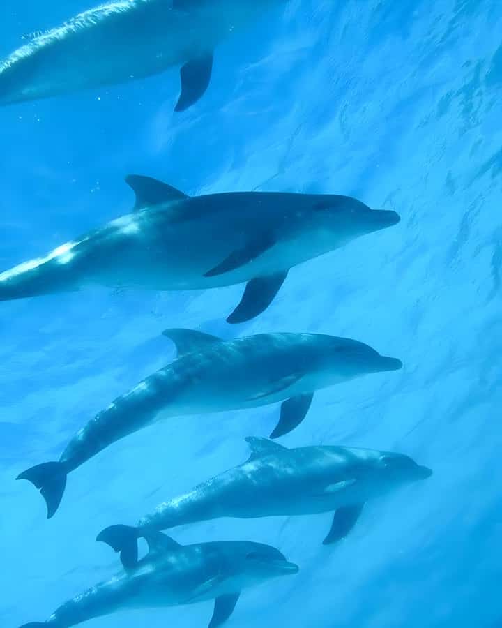 Mnemba Island: Dolphin Swim & Snorkeling with Optional Lunch - Getting to Muyuni Beach and onto the boat