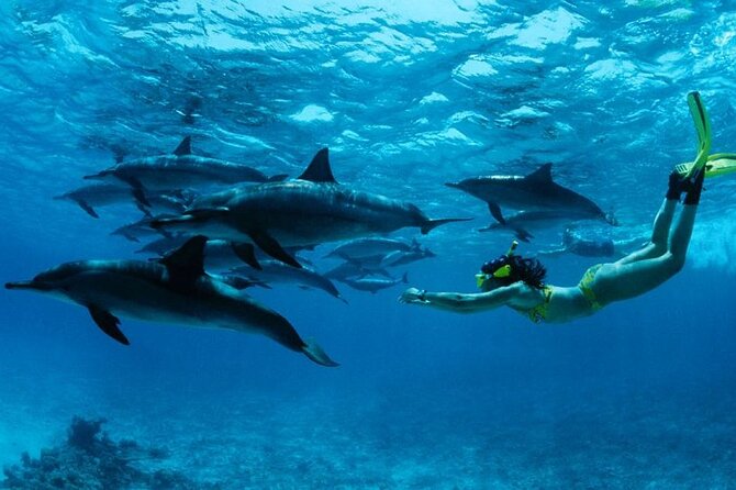 Mnemba Island snorkeling and Swimming with Dolphin - A Zanzibar Morning Built Around Dolphins
