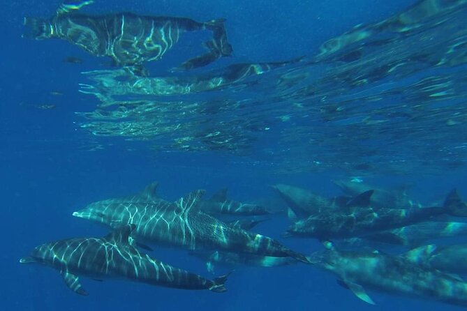 Mnemba Island snorkeling and Swimming with Dolphin - Is the Mnemba Dolphin and Snorkeling Trip Worth It?