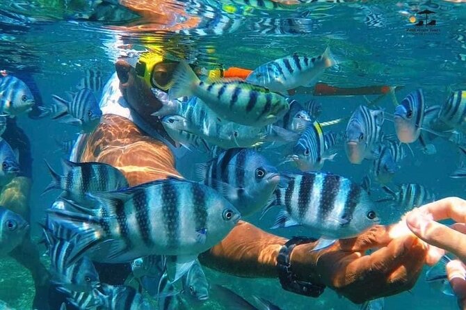 Mnemba island snorkeling tour - Choosing between water time and a quiet boat ride
