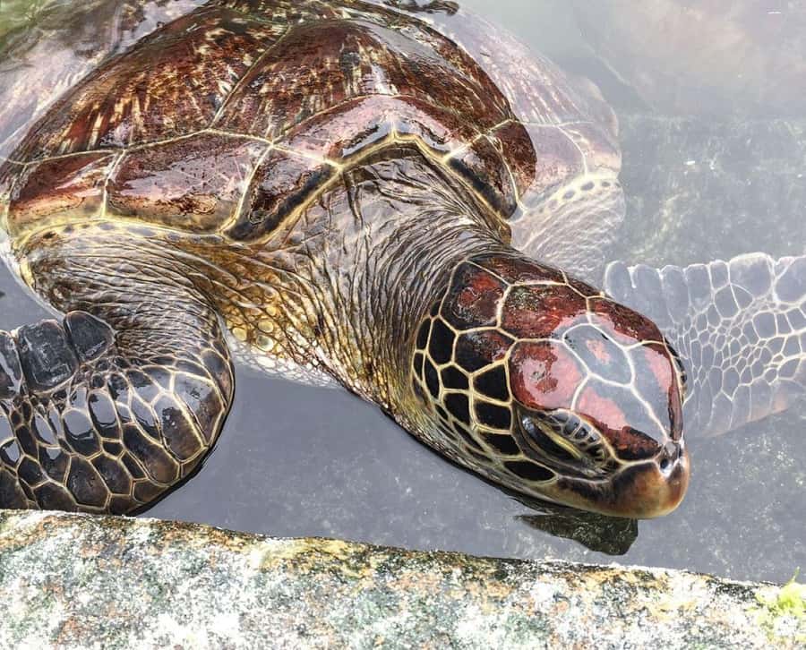 Mnemba Island, Turtle Tour, Kuza Cave, The Rock - Mnemba Atoll brings the biggest wow factor