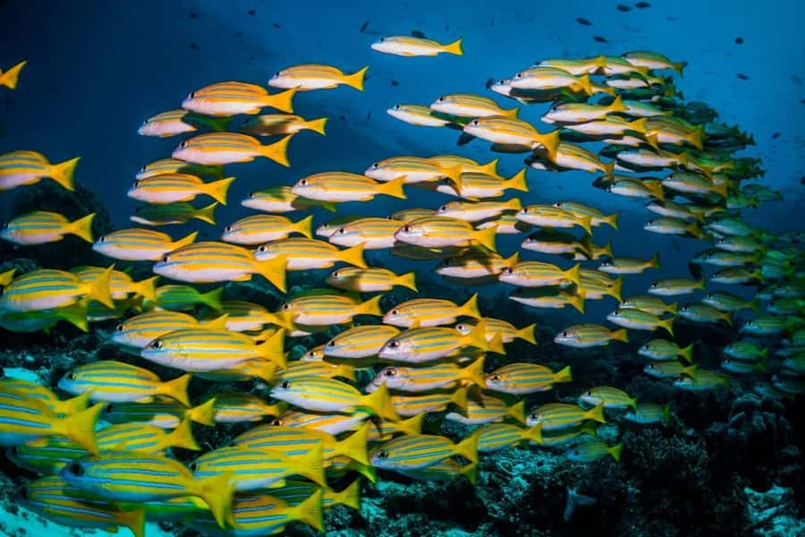 Mnemba Island, Turtle Tour, Kuza Cave, The Rock - What the private format means at $160
