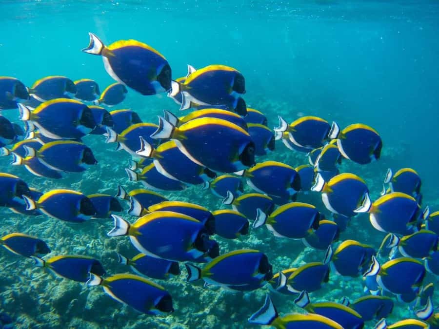 Mnemba Island, Turtle Tour, Kuza Cave, The Rock - What to pack and how to plan