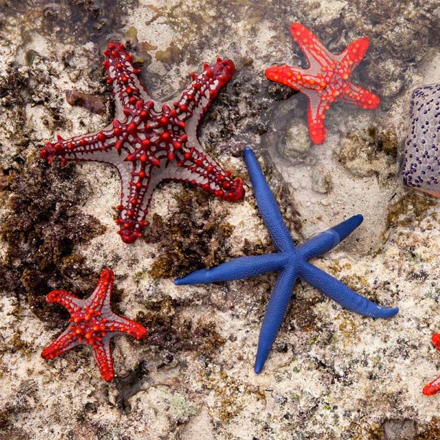 Mnemba Island, Turtle Tour, Kuza Cave, The Rock - Should you book Mnemba, Kuza Cave and The Rock?