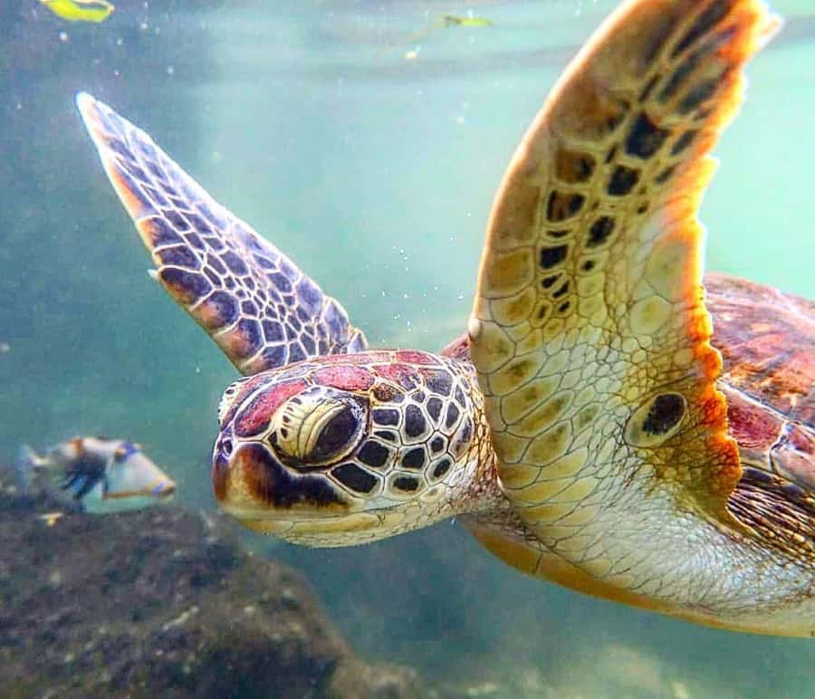 Mnemba Island, Turtle Tour, Kuza Cave, The Rock - Baraka Natural Aquarium gives you turtle time