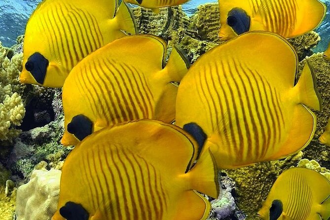 Mnemba Snorkeling, Kuza Cave, Blue Lagoon, Starfish Tour, The Rock Restaurant - Starfish Beach at Pingwe