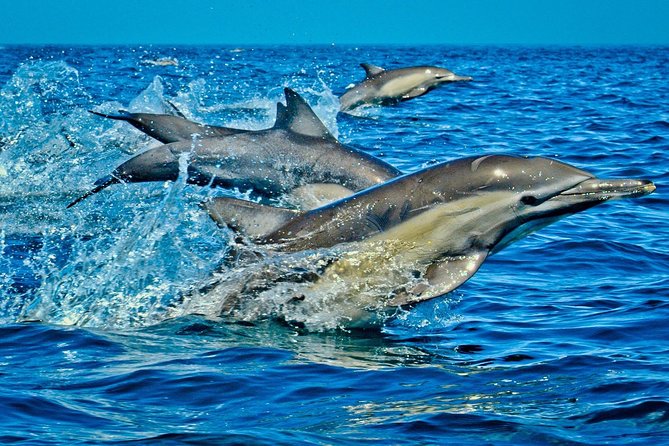Mnemba Snorkeling, Kuza Cave, Blue Lagoon, Starfish Tour, The Rock Restaurant - Is $140 good value?