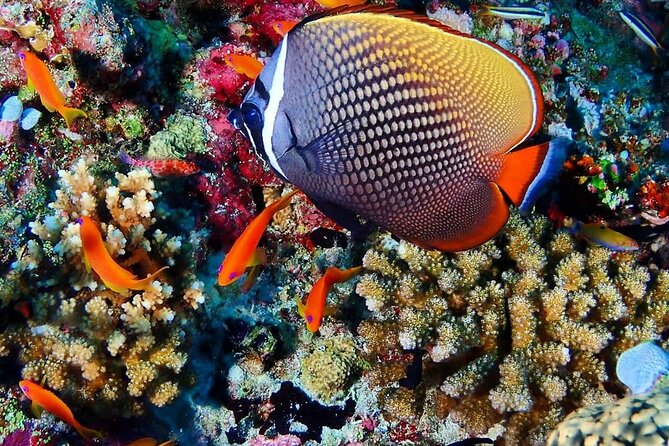 Mnemba Snorkeling, Kuza Cave, Blue Lagoon, Starfish Tour, The Rock Restaurant - Mnemba Atoll: reef fish, sandbank time, and dolphins