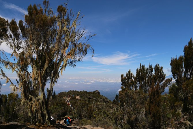 Mount Kilimanjaro Day Hike - Who should book this Kilimanjaro day hike