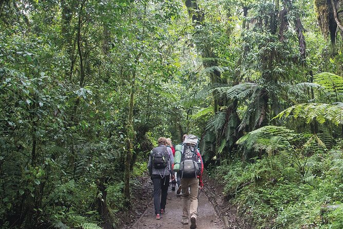 Mount Kilimanjaro Day Hike Through Marangu Route to Mandara Hut - The descent and the real meaning of a 10-hour day