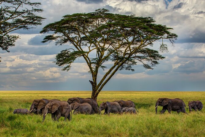 Multi-Day Camping Safari Experience in Arusha - Why Ndutu is the heart of this six-day safari