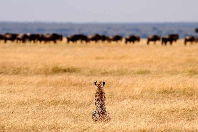 Multi-Day Camping Safari Experience in Arusha - Day 2: Reaching Ndutu for the first migration drive