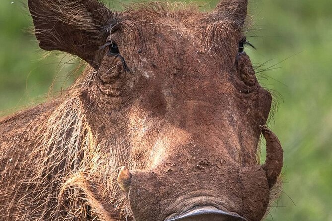 Multi-Day Camping Safari Experience in Arusha - Day 5: Descending into Ngorongoro Crater