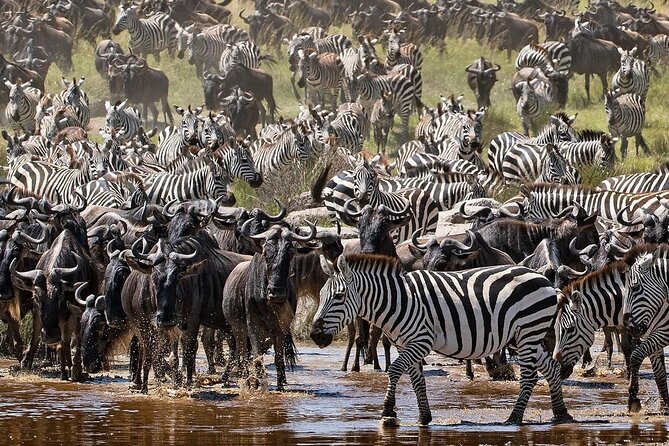 Multi-Day Camping Safari Experience in Arusha - Day 6: Lake Manyara and a compact final game drive