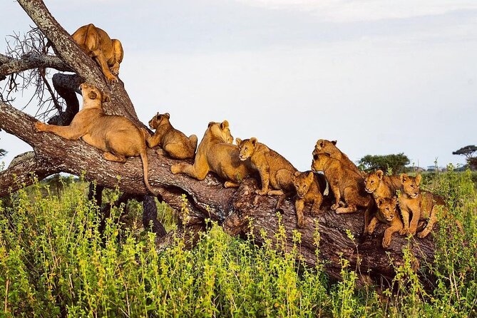 Multi-Day Camping Safari Experience in Arusha - What the $1,496 price includes