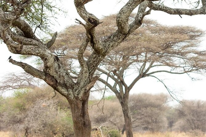 Multi-Day Camping Safari Experience in Arusha - Day 1: Tarangire’s elephants and baobab country