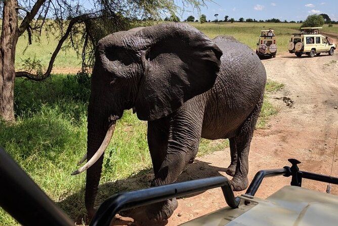 Multi-Day Tanzania Odssey Safari from Arusha - A seven-day route through Tanzania’s northern circuit
