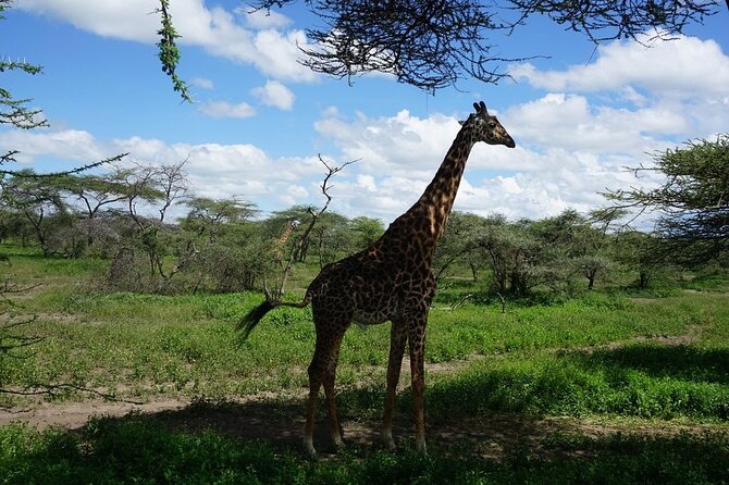 Multi-Day Tanzania Odssey Safari from Arusha - Central Serengeti and Seronera