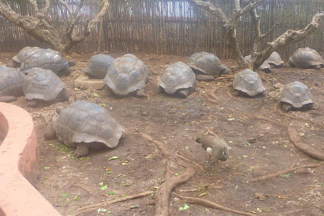 Nakupenda Beach Day Tour in Zanzibar - Transport, timing, and group size