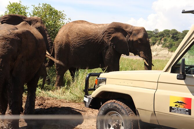 Ngorongoro Crater Day Trip - Who Will Enjoy This Day Safari