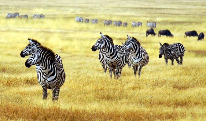 Organic Coffee Tour and Local Food Experience in Arusha - Key points to know before you book
