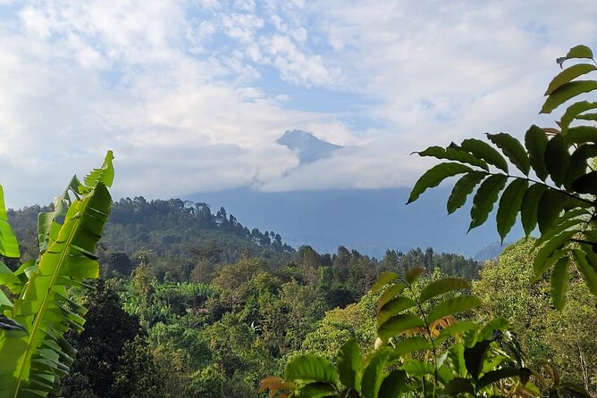 Organic Coffee Tour and Local Food Experience in Arusha - A coffee lesson that begins in the garden