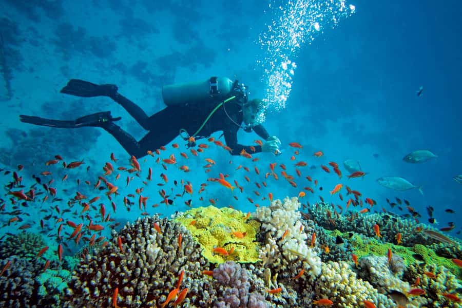 Prison Island: Private Half-Day Tour - Key points to know before you go