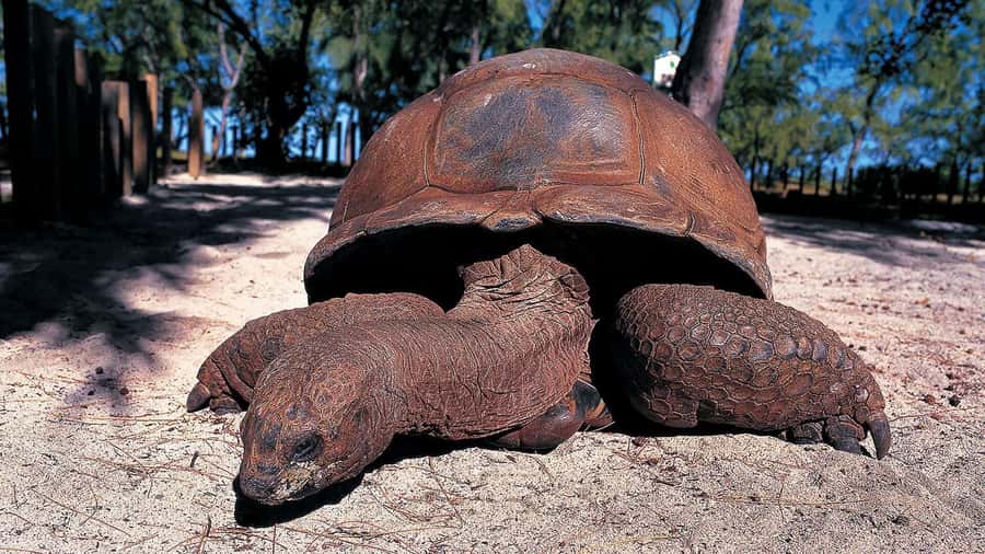 Prison Island: Private Half-Day Tour - Giant tortoises up close