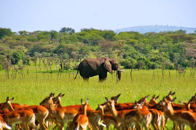 Private 3 Days 2 Nights Mikumi Adventures - A Maasai village visit after the park