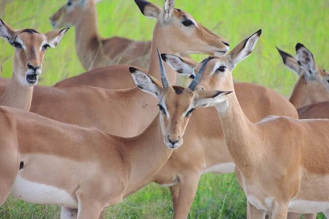 Private 3 Days 2 Nights Mikumi Adventures - What the $700 price covers