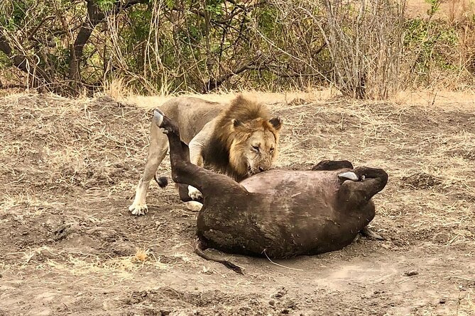 Private 3 Days 2 Nights Mikumi Adventures - Day two: the main wildlife day