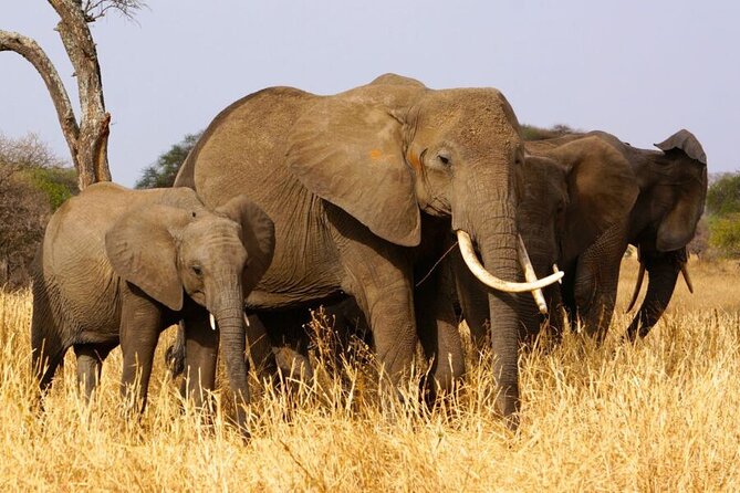 Private 4-Days Northern Circuit National Parks in Tanzania - What this Northern Circuit safari is really offering